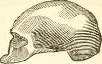 An illustration from A system of phrenology (1839)