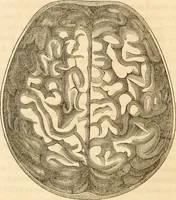 An illustration from A system of phrenology (1839)