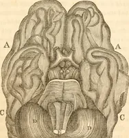 An illustration from A system of phrenology (1839)