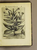An illustration from Tabacologia: hoc est tabaci, seu Nicotianae descriptio medico-chirurgico-pharmaceutica vel ejus praeparatio et usus in omnibus fermè corporis humani incom[m]odis. (1626)