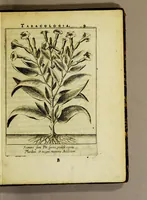 An illustration from Tabacologia: hoc est tabaci, seu Nicotianae descriptio medico-chirurgico-pharmaceutica vel ejus praeparatio et usus in omnibus fermè corporis humani incom[m]odis. (1626)