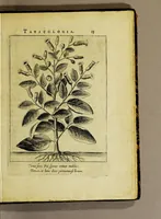 An illustration from Tabacologia: hoc est tabaci, seu Nicotianae descriptio medico-chirurgico-pharmaceutica vel ejus praeparatio et usus in omnibus fermè corporis humani incom[m]odis. (1626)