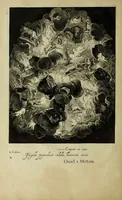 An illustration from Tableaux du temple des muses : tirez du cabinet de feu Mr. Favereau, conseiller du roy en sa cour des Aydes & grauez en tailles-douces par les meilleurs maistr s de son temps pour representer les vertus & les vices sur les plus illustres fables de l'antiquité (1655)