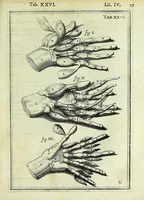 An illustration from Tabulae anatomicae LXXIIX (1632)