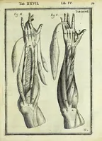 Picture 31 of 63 from Tabulae anatomicae LXXIIX (1632), leaf 105