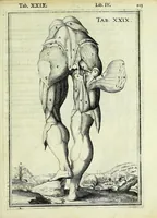 Picture 32 of 63 from Tabulae anatomicae LXXIIX (1632), leaf 109