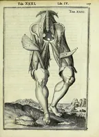 Picture 33 of 63 from Tabulae anatomicae LXXIIX (1632), leaf 113