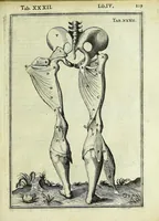 Picture 34 of 63 from Tabulae anatomicae LXXIIX (1632), leaf 115