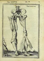 An illustration from Tabulae anatomicae LXXIIX (1632)