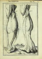 An illustration from Tabulae anatomicae LXXIIX (1632)
