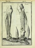 An illustration from Tabulae anatomicae LXXIIX (1632)