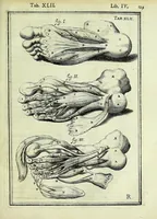 An illustration from Tabulae anatomicae LXXIIX (1632)