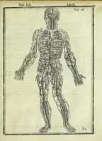 An illustration from Tabulae anatomicae LXXIIX (1632)