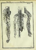 An illustration from Tabulae anatomicae LXXIIX (1632)