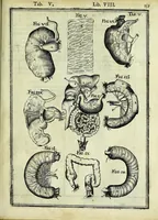 An illustration from Tabulae anatomicae LXXIIX (1632)