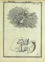 An illustration from Tabulae anatomicae LXXIIX (1632)