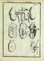 An illustration from Tabulae anatomicae LXXIIX (1632)
