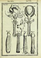 An illustration from Tabulae anatomicae LXXIIX (1632)