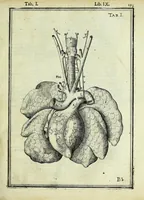 An illustration from Tabulae anatomicae LXXIIX (1632)