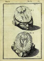 Picture 59 of 63 from Tabulae anatomicae LXXIIX (1632), leaf 211