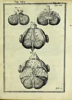 An illustration from Tabulae anatomicae LXXIIX (1632)