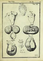 An illustration from Tabulae anatomicae LXXIIX (1632)