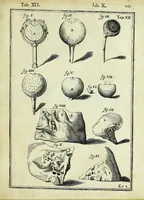 An illustration from Tabulae anatomicae LXXIIX (1632)