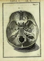 Picture 6 of 63 from Tabulae anatomicae LXXIIX (1632), leaf 27