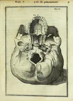 Picture 7 of 63 from Tabulae anatomicae LXXIIX (1632), leaf 29