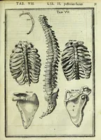 An illustration from Tabulae anatomicae LXXIIX (1632)