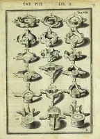 Picture 10 of 63 from Tabulae anatomicae LXXIIX (1632), leaf 39
