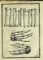 Picture 11 of 63 from Tabulae anatomicae LXXIIX (1632), leaf 43