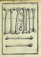 An illustration from Tabulae anatomicae LXXIIX (1632)