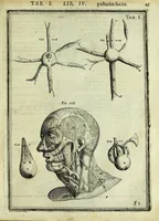 An illustration from Tabulae anatomicae LXXIIX (1632)