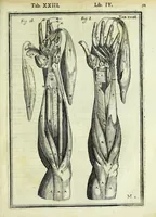 Picture 28 of 63 from Tabulae anatomicae LXXIIX (1632), leaf 97