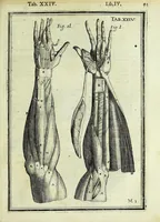 Picture 29 of 63 from Tabulae anatomicae LXXIIX (1632), leaf 99