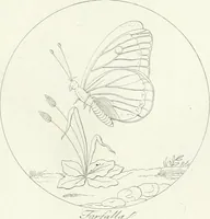 An illustration from Taccuino di disegni di ogni specie (1811)