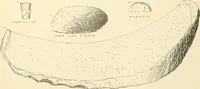 Picture 46 of 82 from Tanis (1885), leaf 244