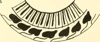 An illustration from Tanis (1885)