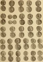 An illustration from Ta nomismata tou kratous ton Ptolemaion (1904)
