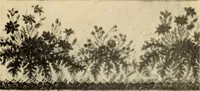 Picture 7 of 40 from Tapis, tissus & faïences orientales, suite des Dessins de tissus (Europe, XVIIIe & XIXe siècles) (1900), leaf 12