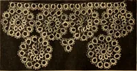 An illustration from Tatting and netting (1895)