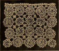 An illustration from Tatting and netting (1895)