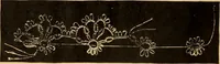 An illustration from Tatting and netting (1895)
