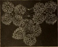An illustration from Tatting and netting (1895)