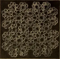 An illustration from Tatting and netting (1895)