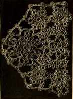 An illustration from Tatting and netting (1895)