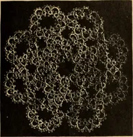 An illustration from Tatting and netting (1895)