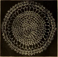 An illustration from Tatting and netting (1895)