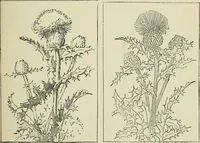 An illustration from Teacher's manual for Prang's new graded course in drawing for Canadian schools (1901)